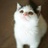 爱猫猫 1142417