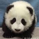 黑白熊猫 2080472