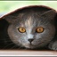 rubycat1014483