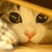 _Cat