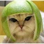 猫和青草--消失 1462525