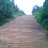 Mike1500596