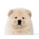 不狂犬 1152060