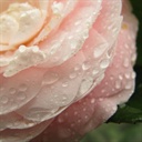 kickrose 1602636