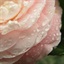 kickrose