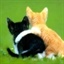 青猫 932637
