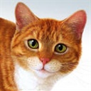 猫猫宝贝 850653