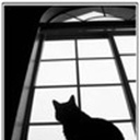 Black  cat 1508665