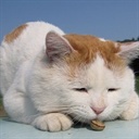 魔法蓝猫 852674