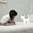 kittie 1852676