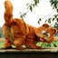 嘤鸣鹤
