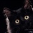 猫毛冇帽