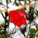 恶之花 1512762