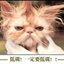 猫猫属狗 888763