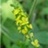 Agrimony 144764