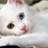 Y欣思的猫 1106770