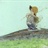 充耳