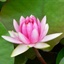 掌上流云 1026780