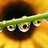 leon 814842