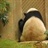 panda 848861