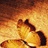 oceares 986869