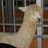 alee88 688886