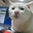 icepanther 1234933