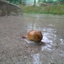 雨中蜗牛 908938