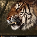 tiger 900960