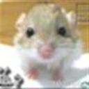 松鼠 274968