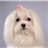daisy 612970