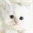 猫猫flying 2098982