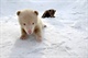 Bear_11