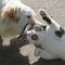 cat_and_dog_52