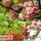 MayaNapo的花