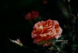 8bd2364f59a37d26aec3ab7e