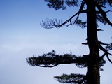 云海青松