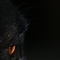 dog's eye