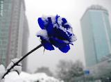 blue lover