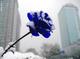 blue lover