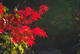 IMGP3988-0