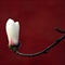 玉兰花开