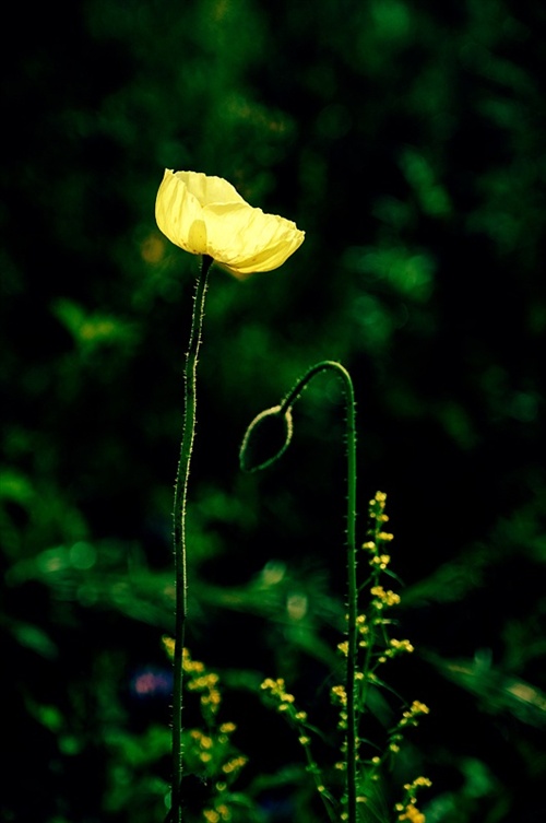 DSC_8094