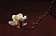 玉兰花开3