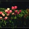 IMG_0822x