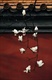 玉兰花开4