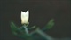 玉兰花7