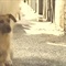 新灵犬莱西lassie (2)