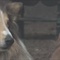 新灵犬莱西lassie (33)