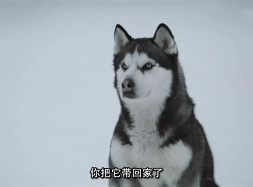 南极大冒险 (15)